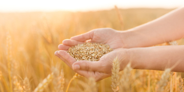 Sustainable agricultural production